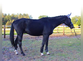 Hannoveraan, Ruin, 4 Jaar, 180 cm, Zwart