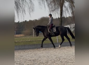 Hannoveraan, Ruin, 4 Jaar, 182 cm, Zwart