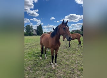 Hannoveraan, Ruin, 4 Jaar, Bruin