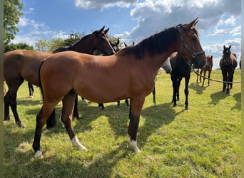 Hannoveraan, Ruin, 4 Jaar, Bruin