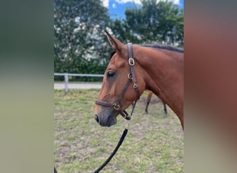Hannoveraan, Ruin, 4 Jaar, Bruin