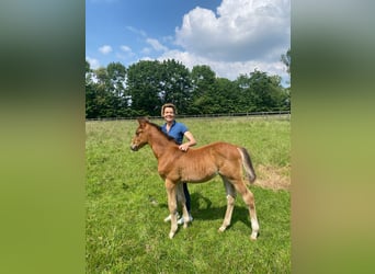 Hannoveraan, Ruin, 4 Jaar, Bruin