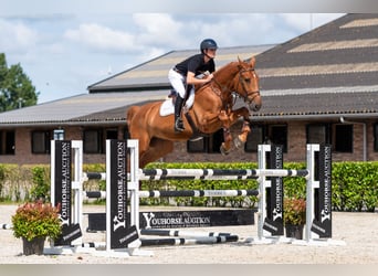 Hannoveraan, Ruin, 4 Jaar, Donkerbruin