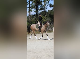 Hannoveraan Mix, Ruin, 4 Jaar, Schimmel