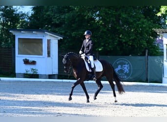 Hannoveraan, Ruin, 5 Jaar, 153 cm, Zwart