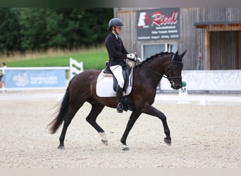 Hannoveraan, Ruin, 5 Jaar, 153 cm, Zwart