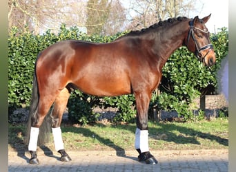 Hannoveraan, Ruin, 5 Jaar, 162 cm, Bruin