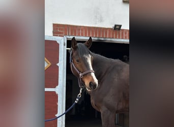 Hannoveraan, Ruin, 5 Jaar, 162 cm, Donkerbruin