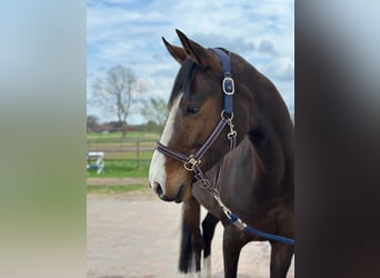 Hannoveraan, Ruin, 5 Jaar, 162 cm, Donkerbruin