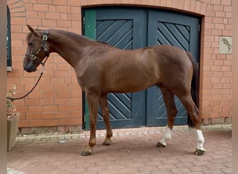Hannoveraan, Ruin, 5 Jaar, 162 cm, Donkere-vos