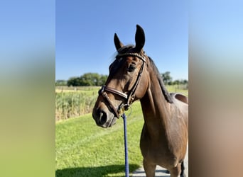 Hannoveraan, Ruin, 5 Jaar, 163 cm, Bruin
