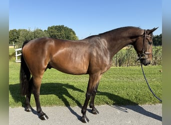 Hannoveraan, Ruin, 5 Jaar, 163 cm, Bruin