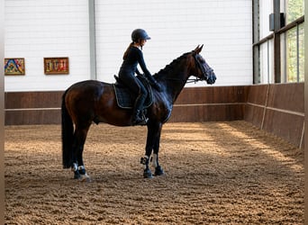 Hannoveraan, Ruin, 5 Jaar, 163 cm, Donkerbruin