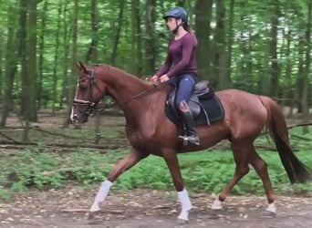 Hannoveraan, Ruin, 5 Jaar, 163 cm, Donkere-vos