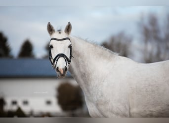 Hannoveraan, Ruin, 5 Jaar, 163 cm, Schimmel