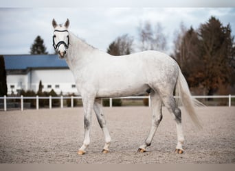 Hannoveraan, Ruin, 5 Jaar, 163 cm, Schimmel
