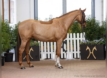 Hannoveraan, Ruin, 5 Jaar, 163 cm, Vos