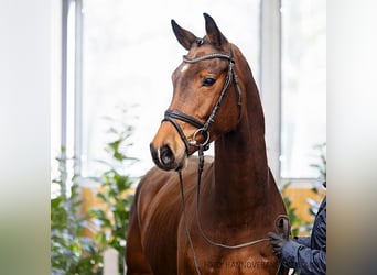 Hannoveraan, Ruin, 5 Jaar, 164 cm, Bruin