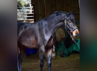 Hannoveraan, Ruin, 5 Jaar, 164 cm, Donkerbruin