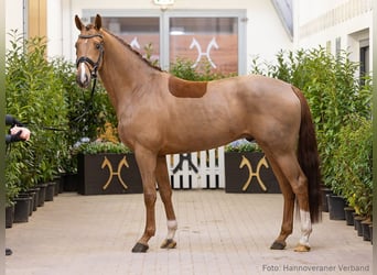 Hannoveraan, Ruin, 5 Jaar, 164 cm, Vos