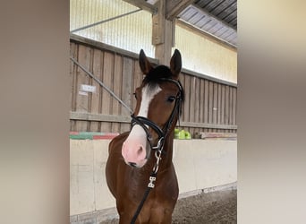Hannoveraan, Ruin, 5 Jaar, 165 cm, Bruin