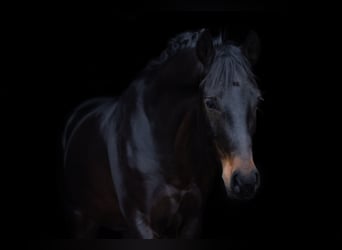 Hannoveraan, Ruin, 5 Jaar, 165 cm, Donkerbruin
