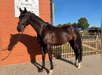Hannoveraan, Ruin, 5 Jaar, 165 cm, Donkerbruin