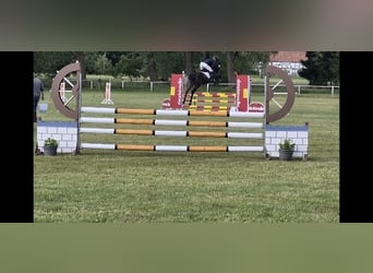 Hannoveraan, Ruin, 5 Jaar, 165 cm, Schimmel