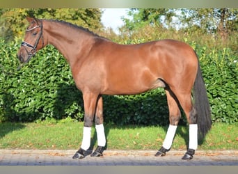 Hannoveraan, Ruin, 5 Jaar, 166 cm, Brauner