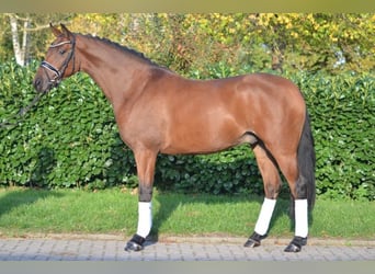 Hannoveraan, Ruin, 5 Jaar, 166 cm, Brauner