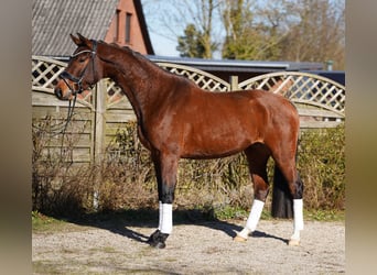 Hannoveraan, Ruin, 5 Jaar, 166 cm, Donkerbruin