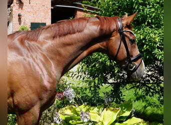 Hannoveraan, Ruin, 5 Jaar, 166 cm, Donkere-vos