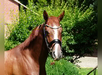 Hannoveraan, Ruin, 5 Jaar, 166 cm, Donkere-vos