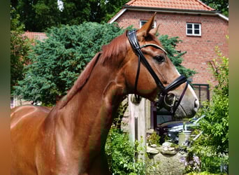 Hannoveraan, Ruin, 5 Jaar, 166 cm, Donkere-vos
