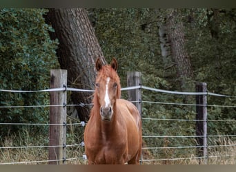 Hannoveraan, Ruin, 5 Jaar, 166 cm, Vos