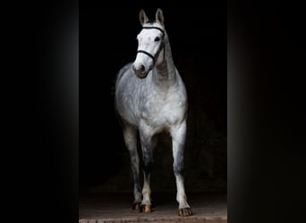 Hannoveraan, Ruin, 5 Jaar, 167 cm, Appelschimmel