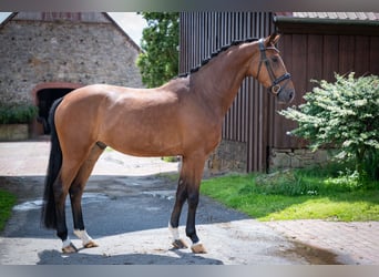 Hannoveraan, Ruin, 5 Jaar, 167 cm, Bruin