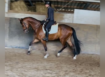 Hannoveraan, Ruin, 5 Jaar, 167 cm, Bruin