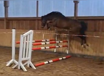 Hannoveraan, Ruin, 5 Jaar, 167 cm, Bruin