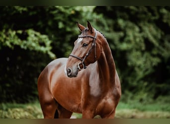Hannoveraan, Ruin, 5 Jaar, 167 cm, Bruin