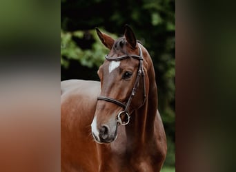 Hannoveraan, Ruin, 5 Jaar, 167 cm, Bruin