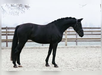 Hannoveraan, Ruin, 5 Jaar, 167 cm, Zwart