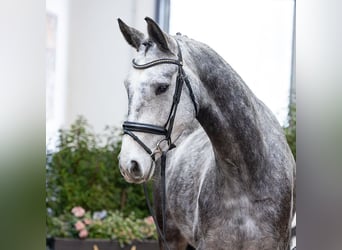 Hannoveraan, Ruin, 5 Jaar, 167 cm, Zwartbruin