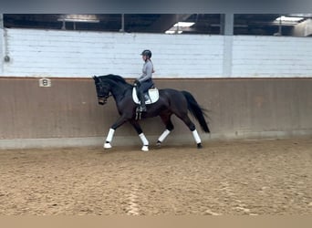 Hannoveraan, Ruin, 5 Jaar, 168 cm, Bruin