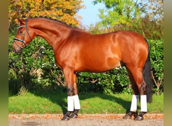 Hannoveraan, Ruin, 5 Jaar, 168 cm, Bruin