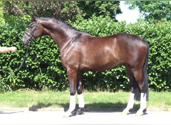 Hannoveraan, Ruin, 5 Jaar, 168 cm, Bruin