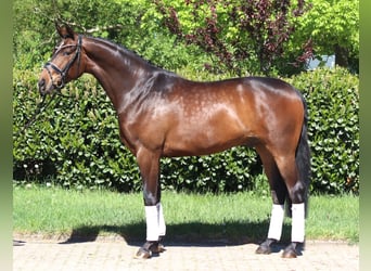 Hannoveraan, Ruin, 5 Jaar, 168 cm, Bruin