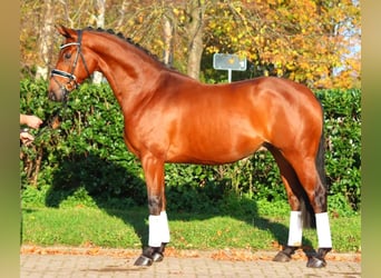 Hannoveraan, Ruin, 5 Jaar, 168 cm, Bruin
