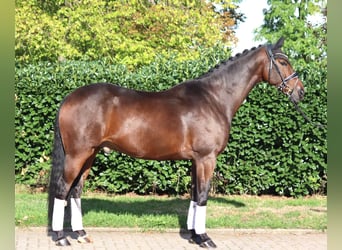 Hannoveraan, Ruin, 5 Jaar, 168 cm, Bruin