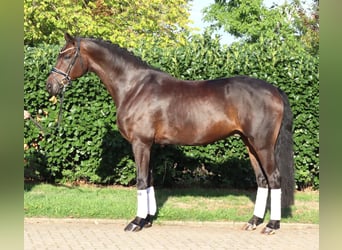 Hannoveraan, Ruin, 5 Jaar, 168 cm, Bruin
